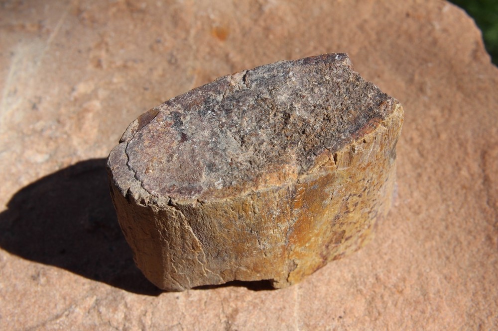Dinosaur Bone, Lab Grade, Medium Bones, 2.5" to 3.25"
