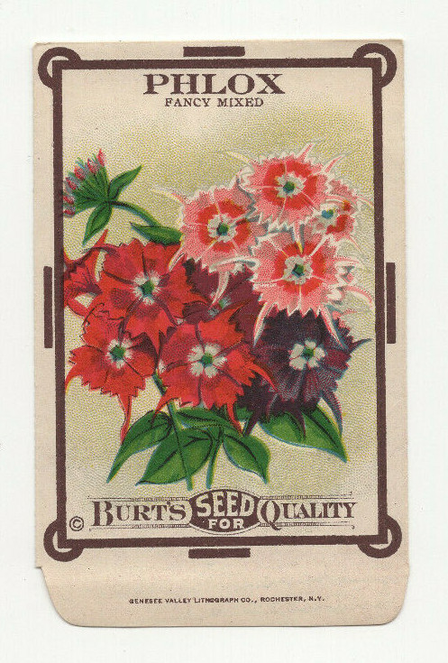 Original Vintage 1910s Burt’s Phlox Seed Packet Litho Unused