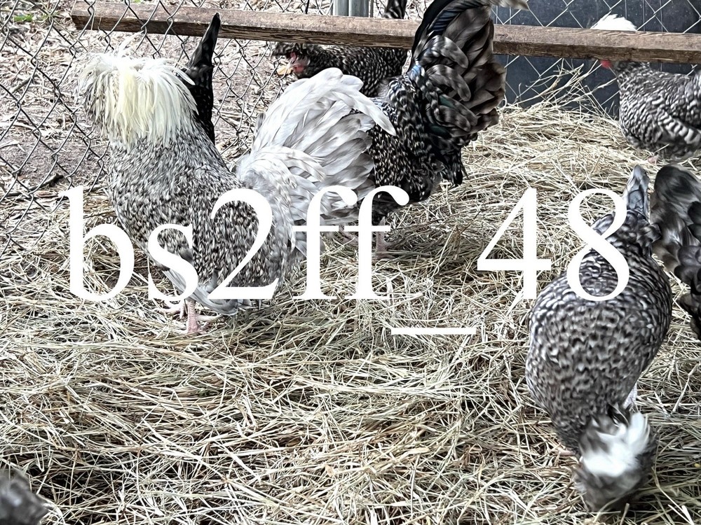 24+ Polish Hatching Eggs Variety Pack