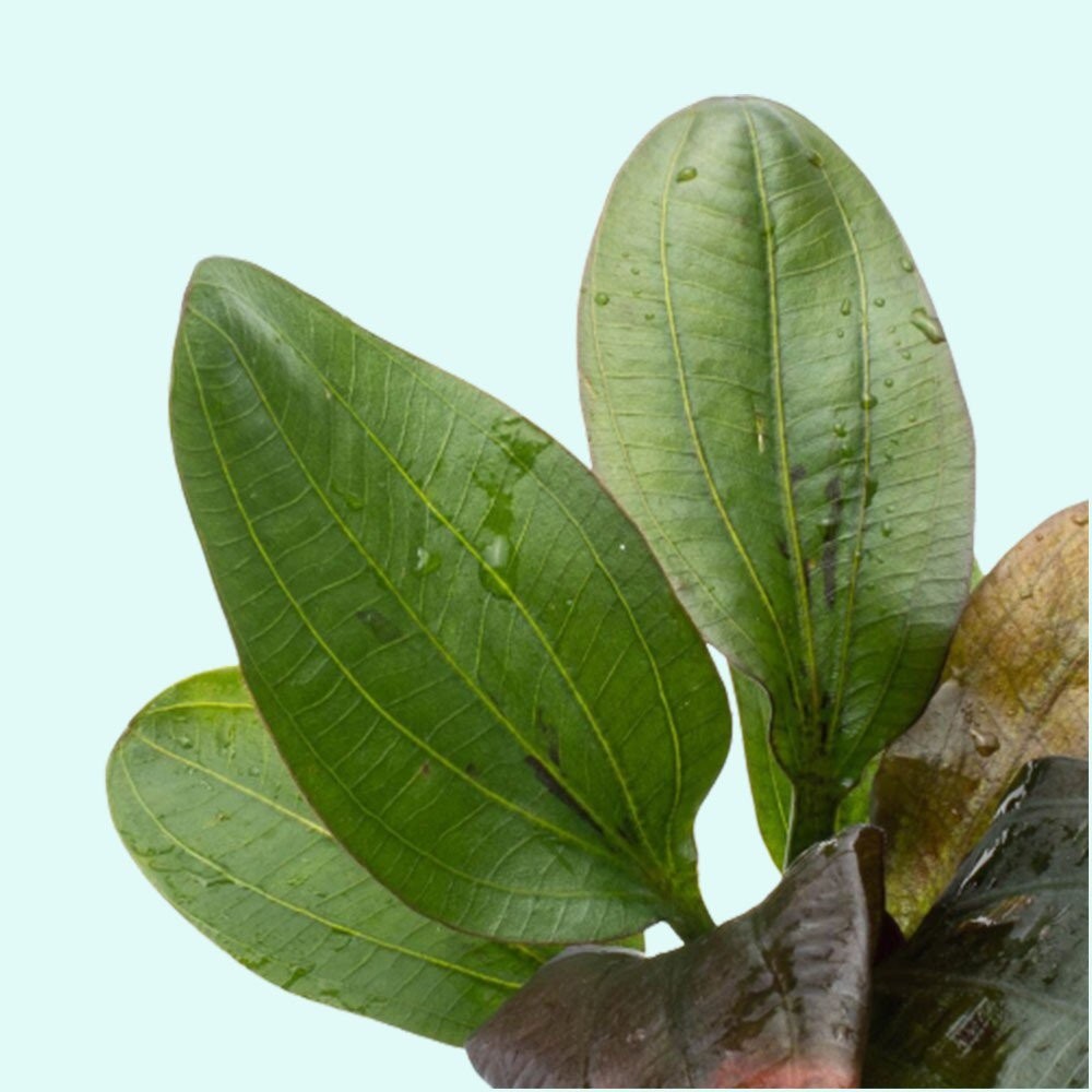 Amazon Sword Echinodorus (Red Pearl) Small