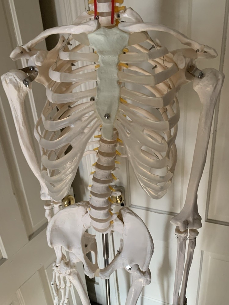 Fantastic Human Skeleton Model