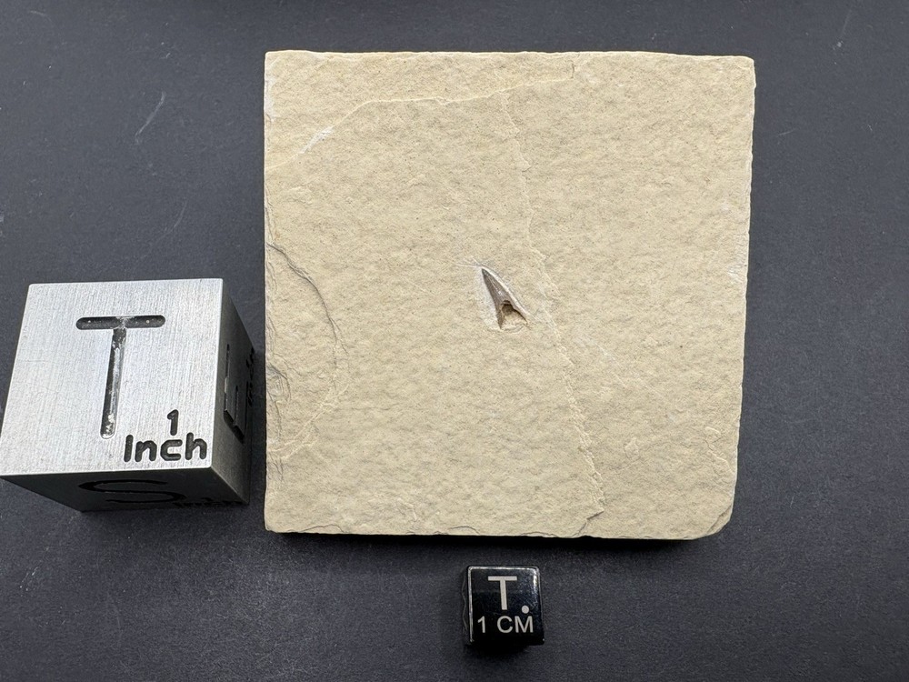 Crocodile Tooth- Green River Formation- Eocene- Wyoming