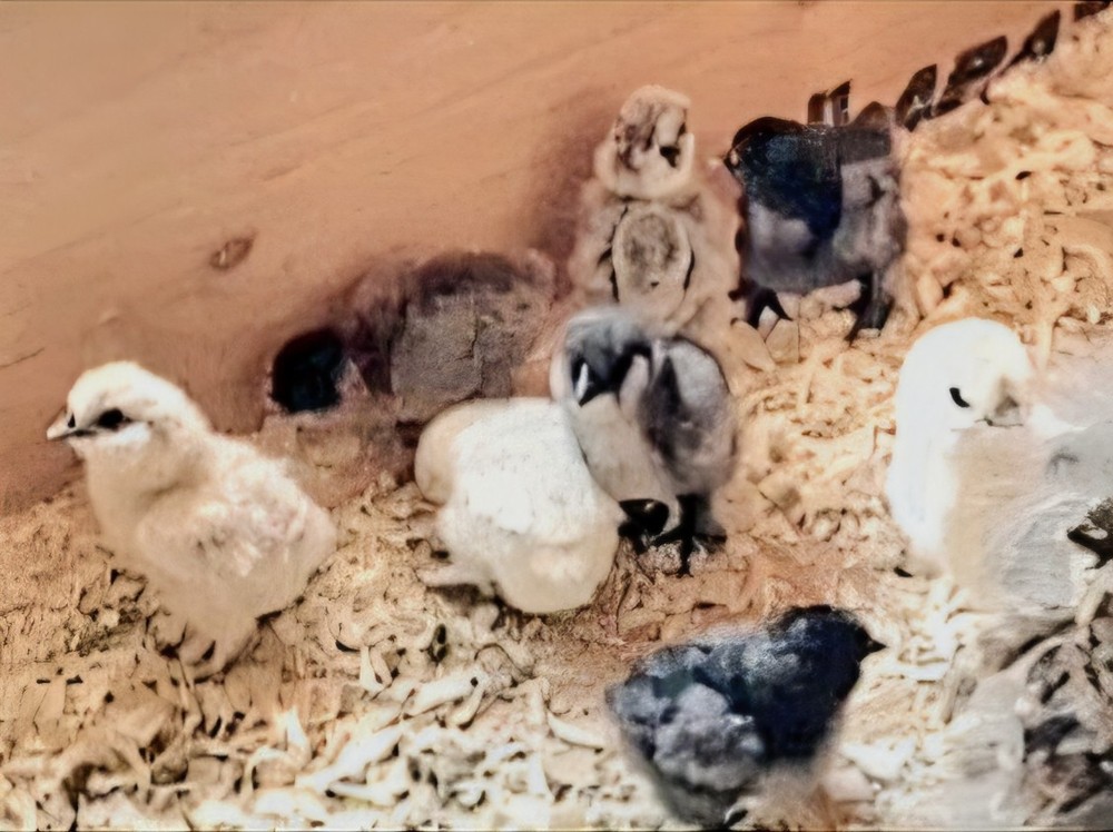 18 Silkie Hatching Eggs