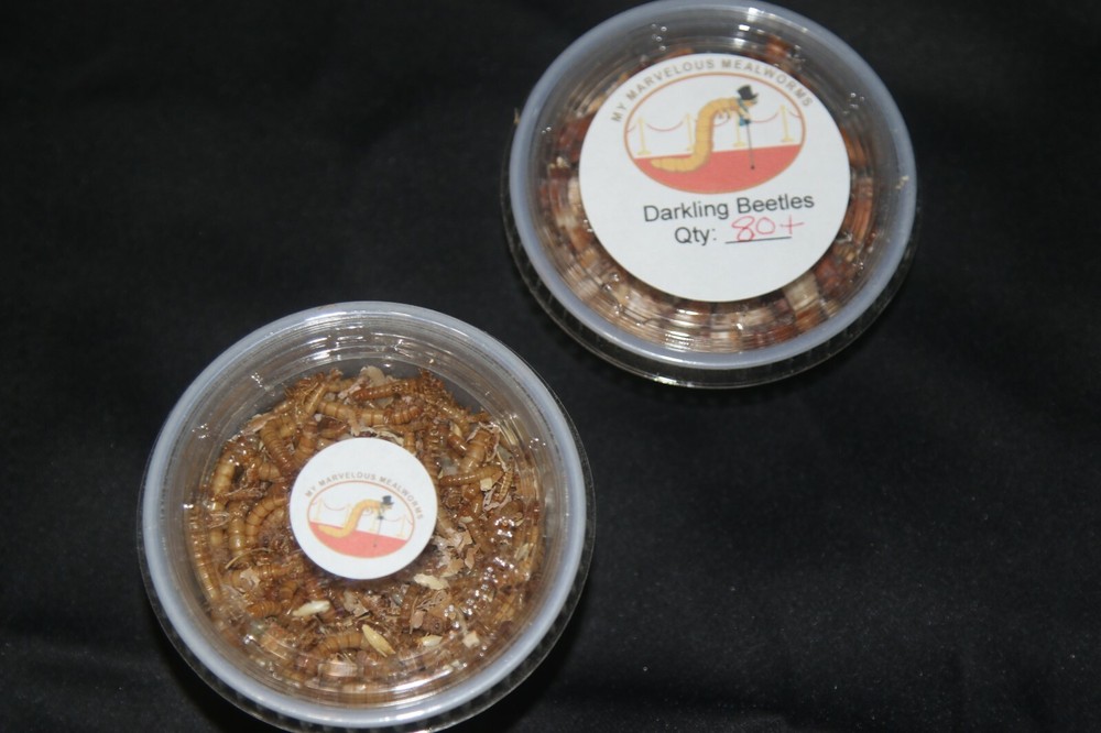Mealworm Farm Starter Kit - FREE Priority Mail shipping