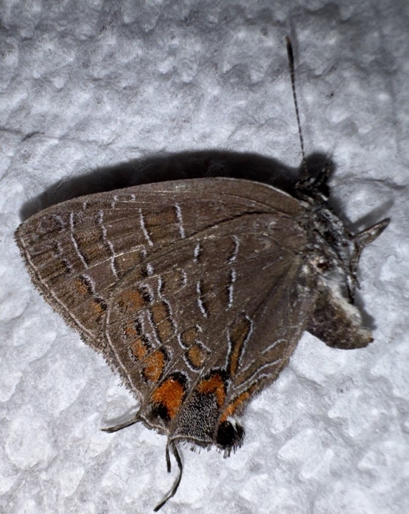JS - STRIPED HAIRSTREAK - Satyrium liparops 12