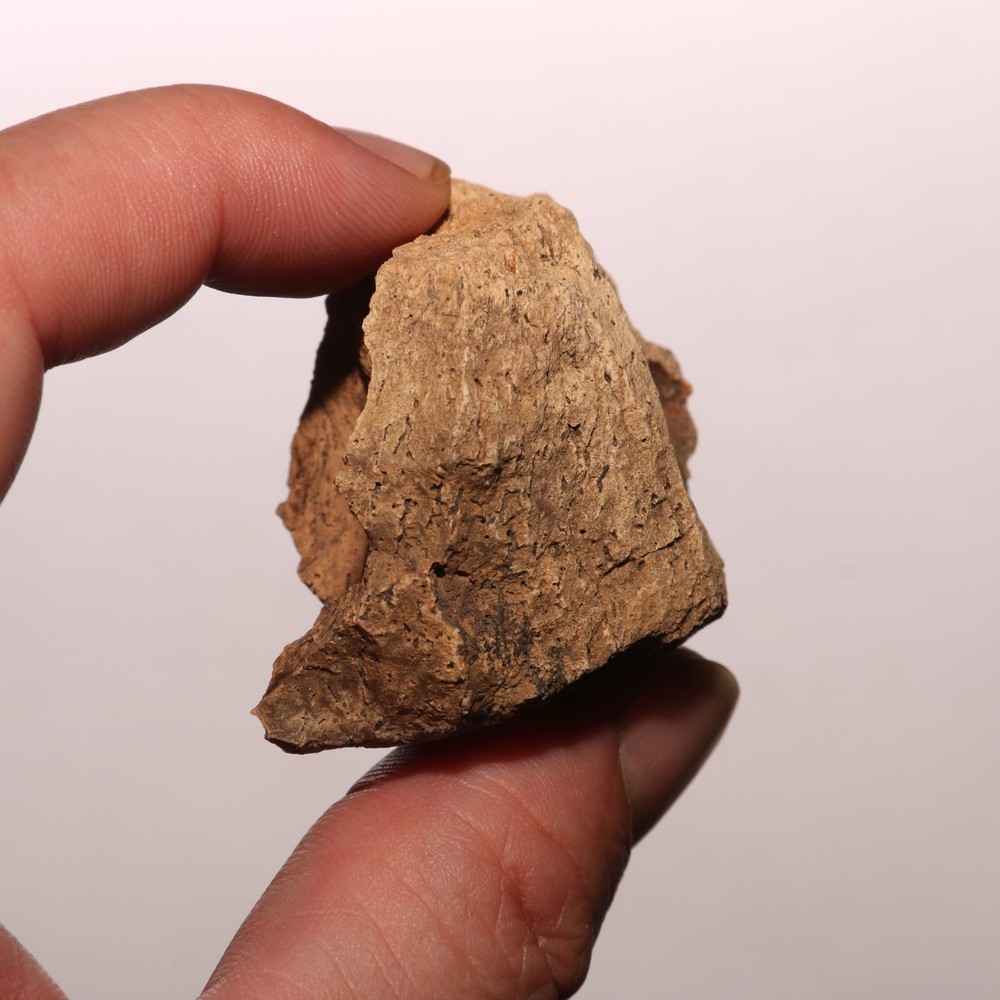 Dinosaur Bone Chunk with Bite Marks - Fossil - Hell Creek Formation Cretaceous