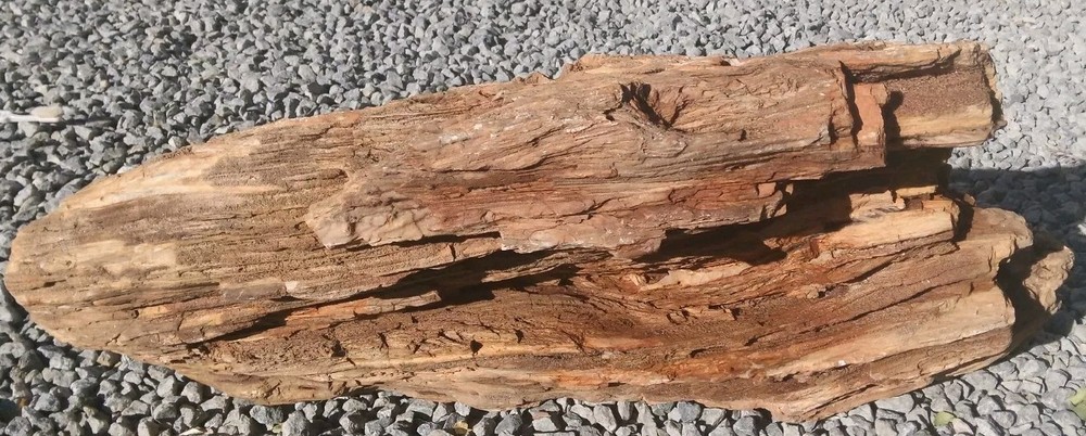 large petrified wood log