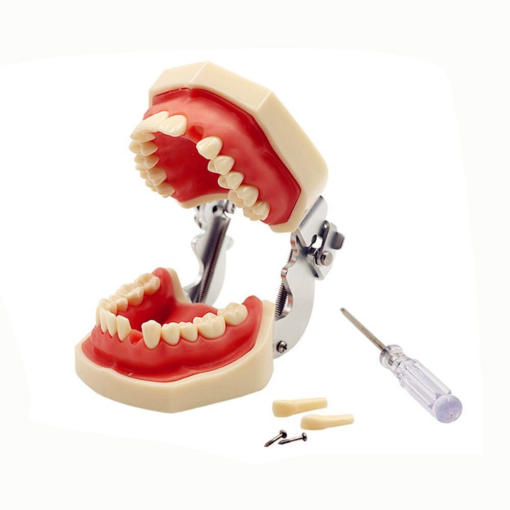 28pcs Teeth All Removable Dental Resin Teeth Model Student Training Tooth Mold