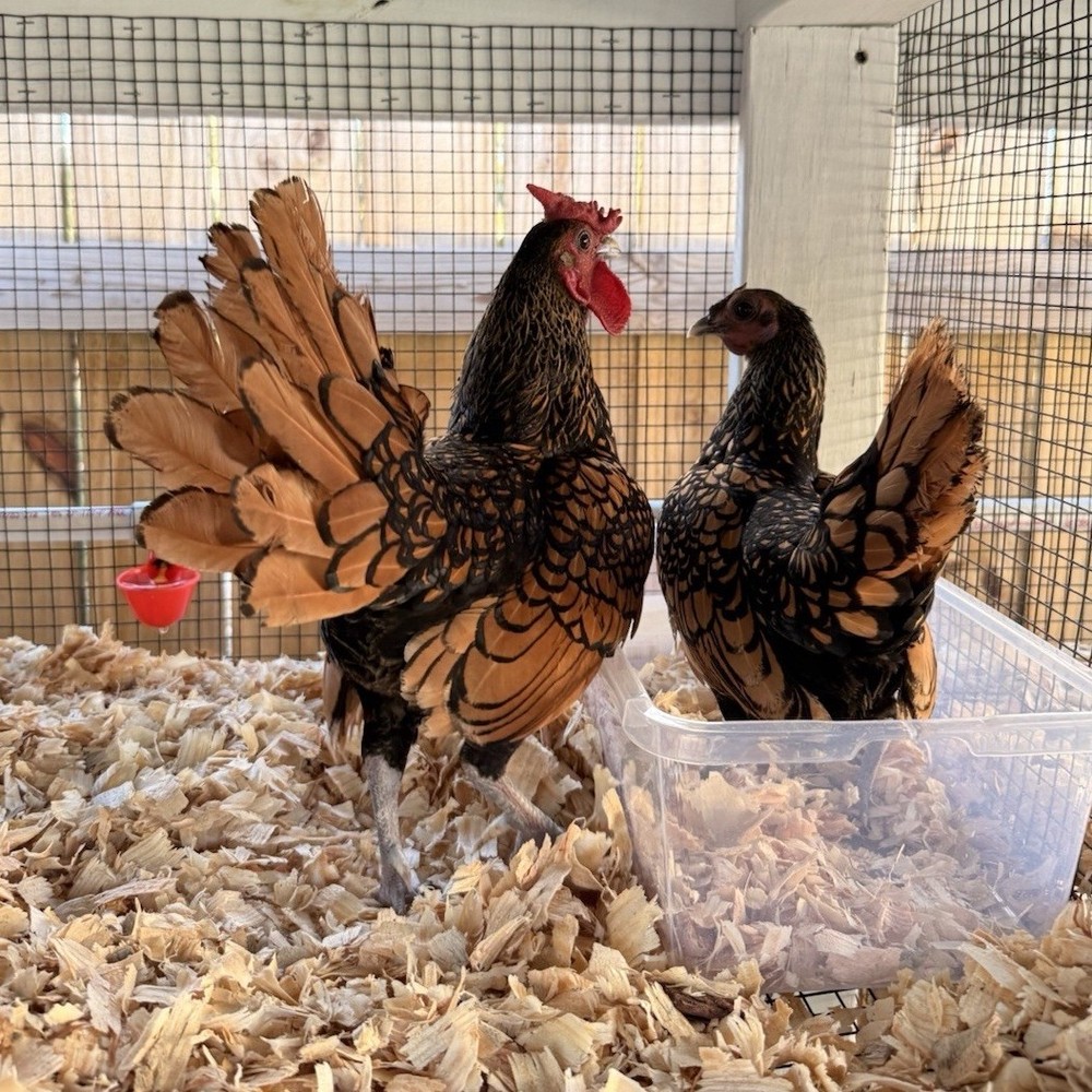 6 silver and gold sebright hatching eggs