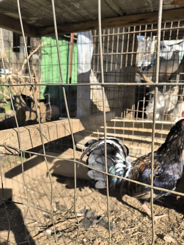 Brass Back Albany Pure