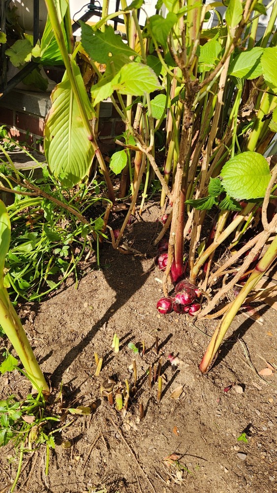 Canna Lily 12 Rhizomes