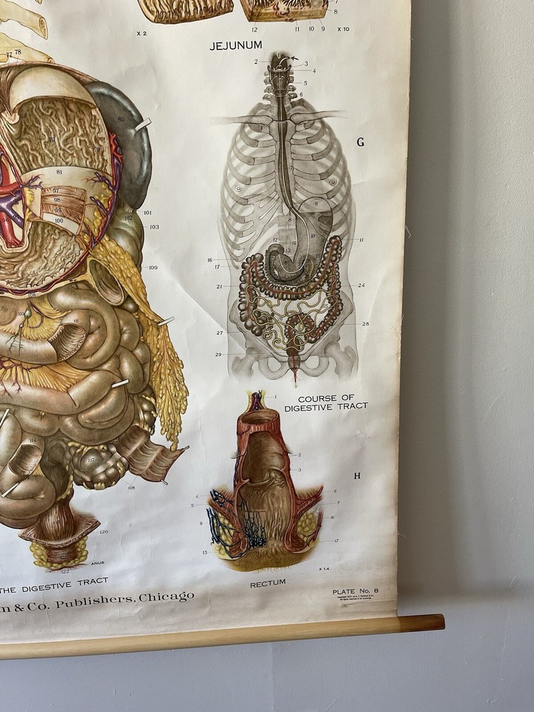 Vintage Frohse American Anatomical Pull Down Wall Chart Digestive System