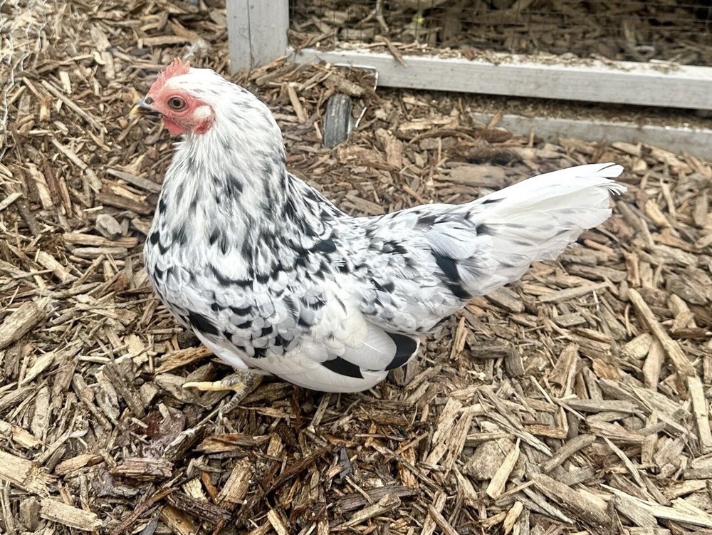 Serama Chicken Hatching Eggs 6+