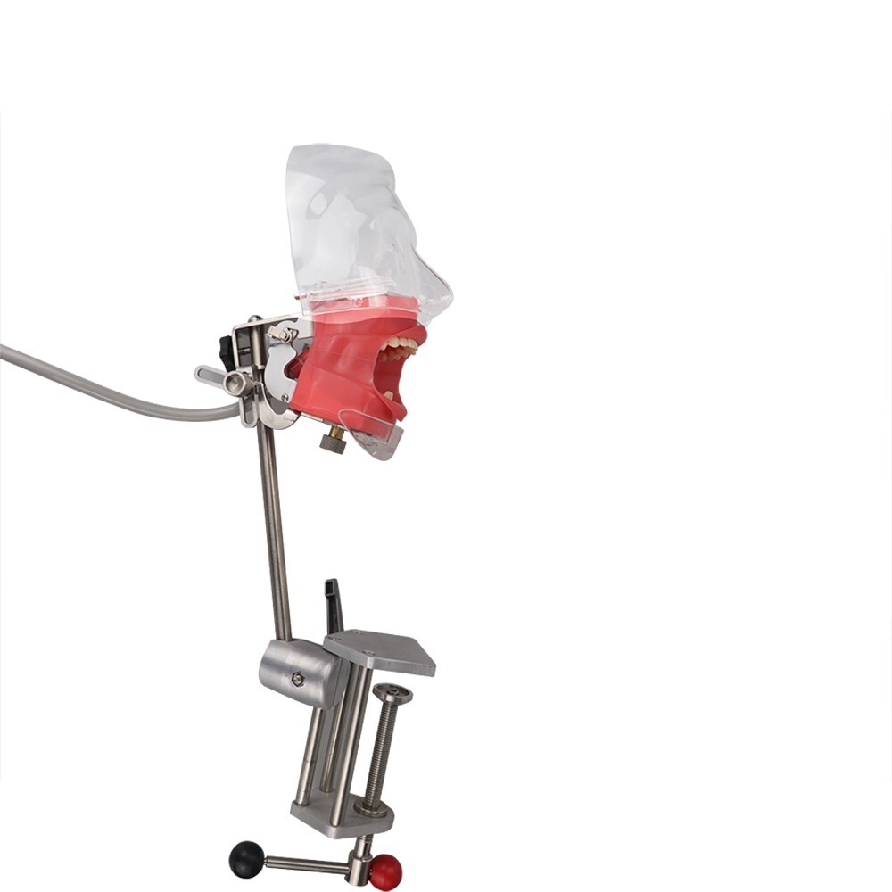 Dental Simulator Mannequin Head Teeth Model Teaching Practicing Head Mold desk