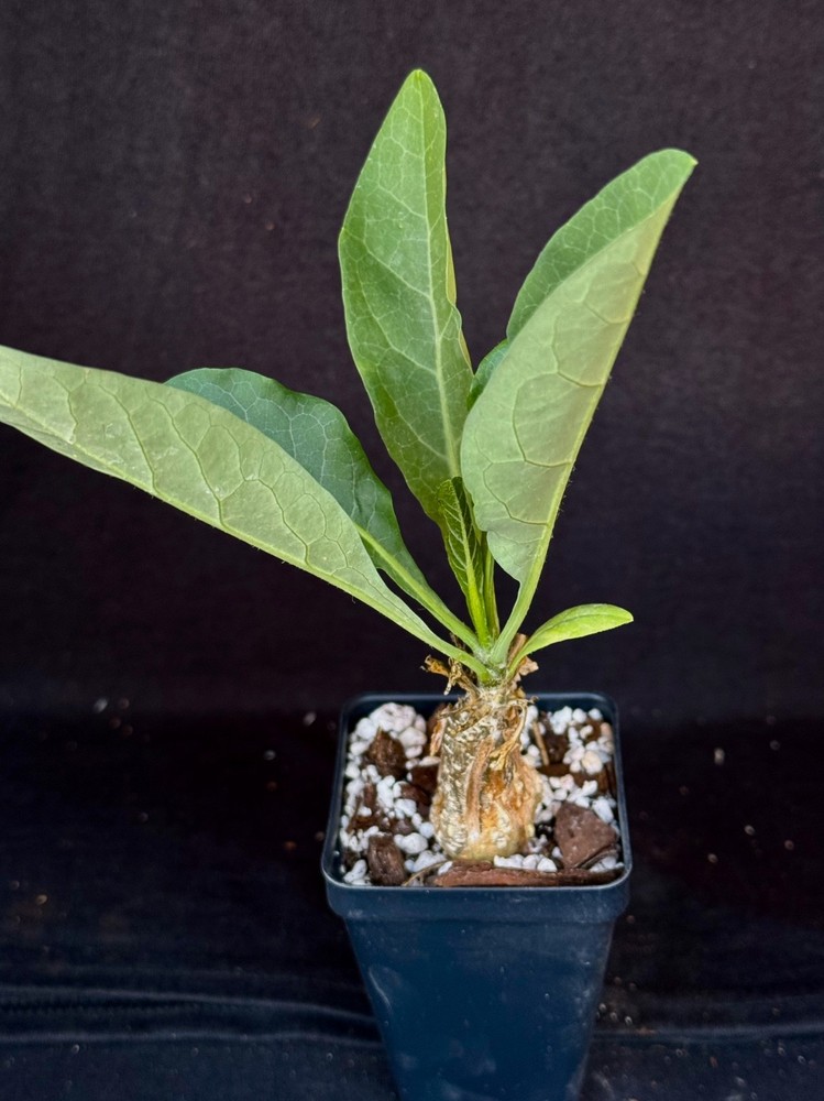 Cephalopetandra ecirrhosa , caudiciform