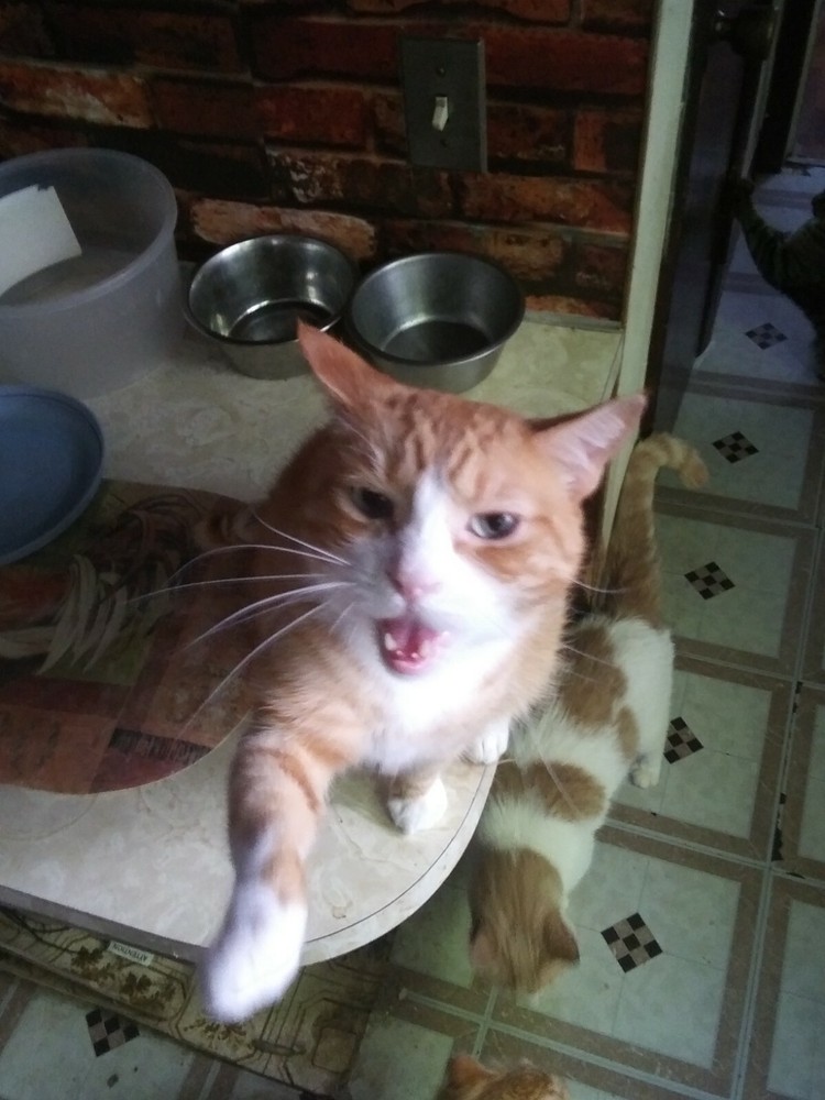 😻CHARITY😸 Feed A Cat For A Month