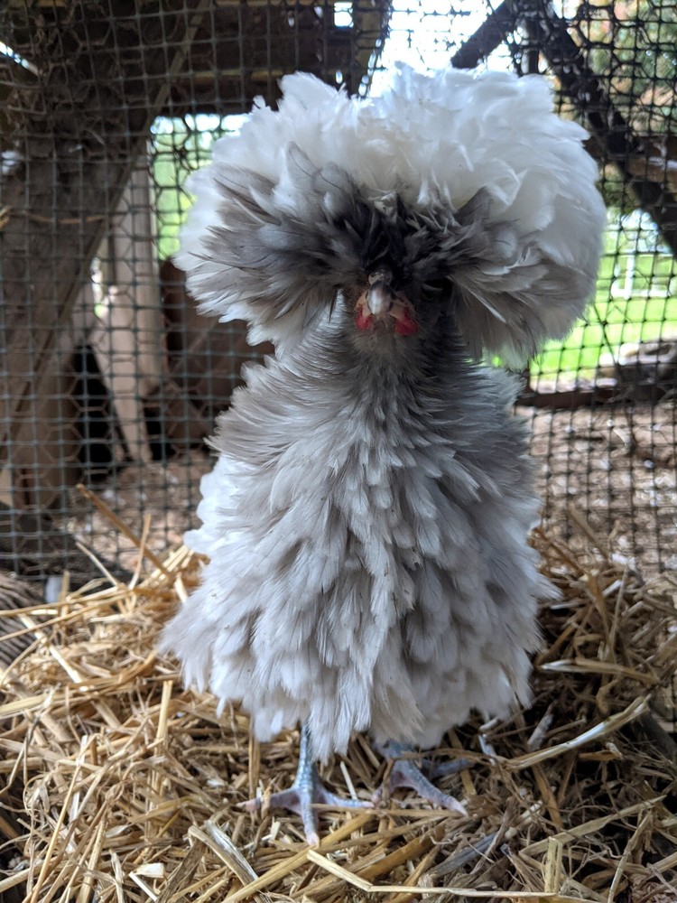 Polish Bantam Hatching Eggs 10+ Eggs