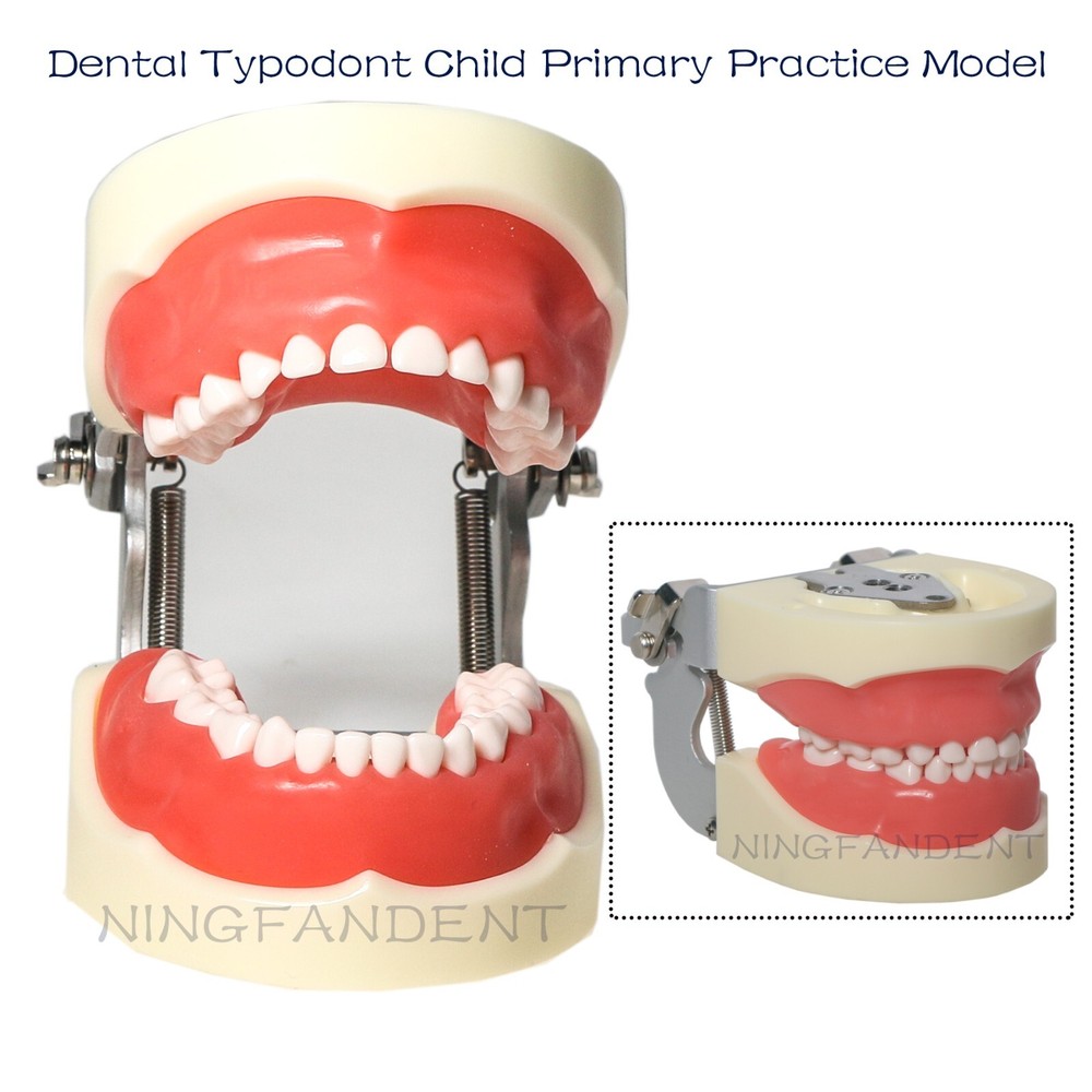 Dental Child Primary Practice Teeth Model 24 Removable Teeth For Dentist Practic