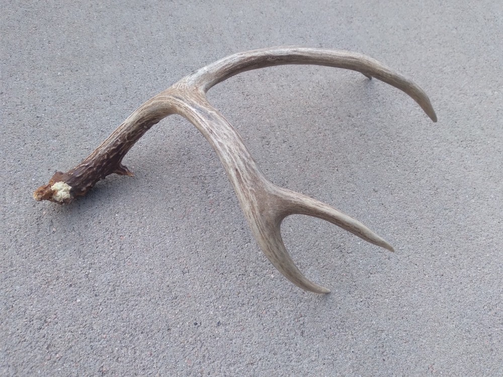 Deer Antler Shed 4 Point