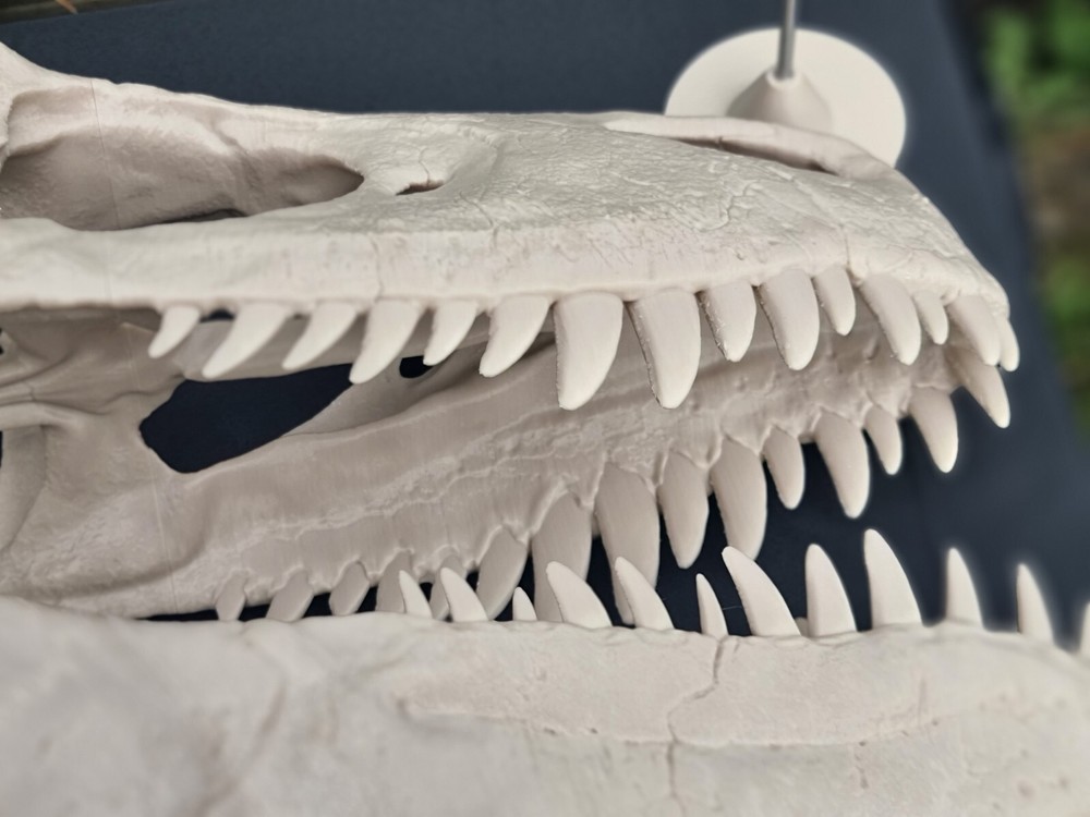 Utahraptor Life-size Dinosaur Replica Skull