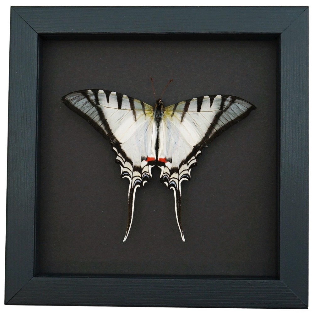 Eurytides Protesilaus Resting Butterfly Zebra Swallowtail Framed Moonlight