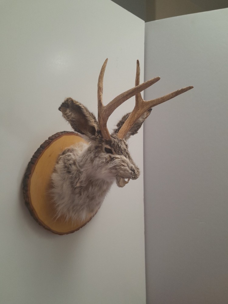 Snarling Fanged Jackalope with Certificate of "Authenticity"