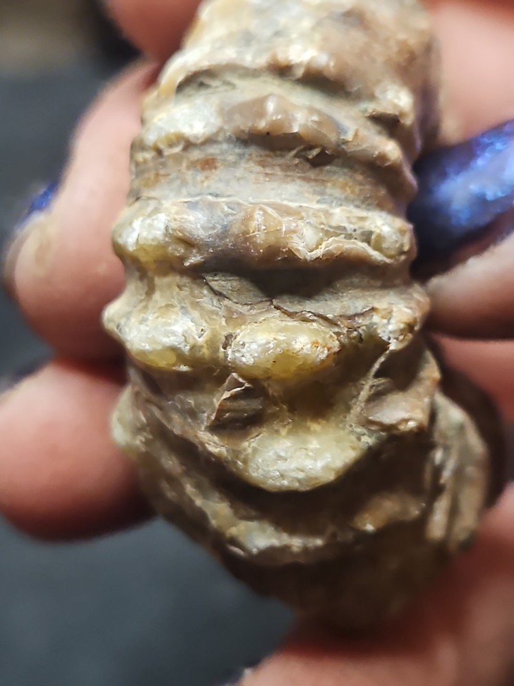 Fossilized Shell Ammonite W/ Spikes Naturally Formed (57 grams)