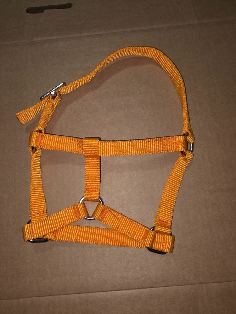 Foal Halter