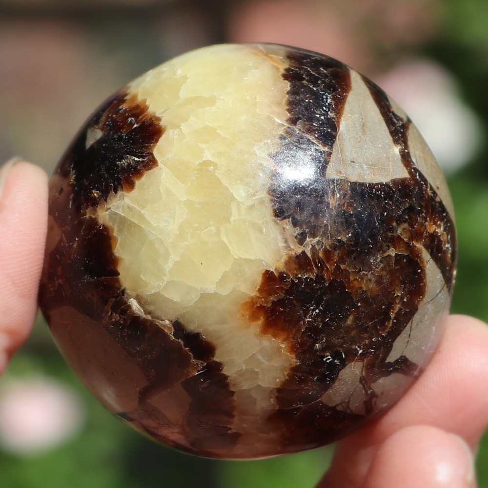 Polished Septarian Nodule (SEP43)