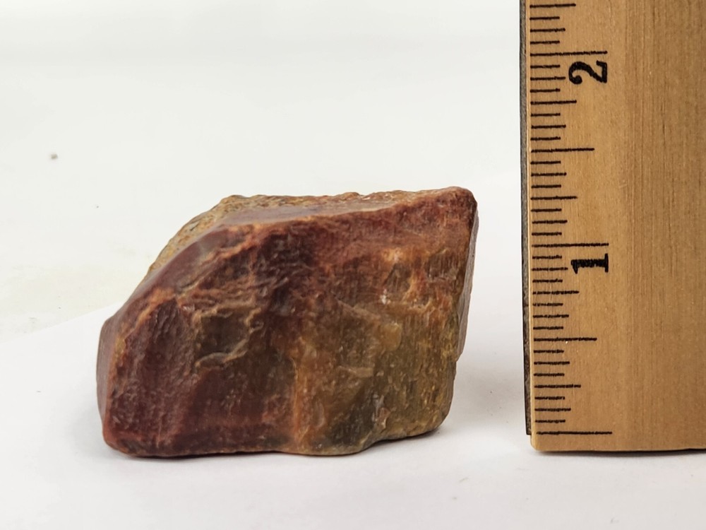 Petrified Wood - Eocene - Jackson Group (?) - Grimes Co., TX