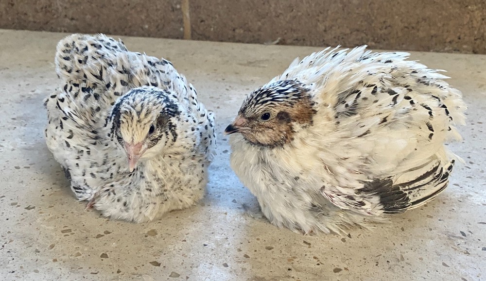 36 - Celadon (100% True Blue) & Jumbo Pearl Fee Coturnix Quail Hatching Eggs