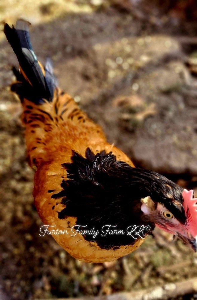 6 Vorwerk Chicken Hatching Eggs *RARE*