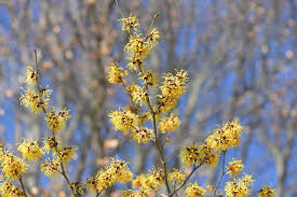 1 Witch Hazel Tree 12-24" Tall Hamamelis virginiana Native Tree Bare Root