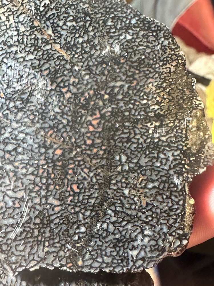 Dinosaur bone rough **hxtled wash split.