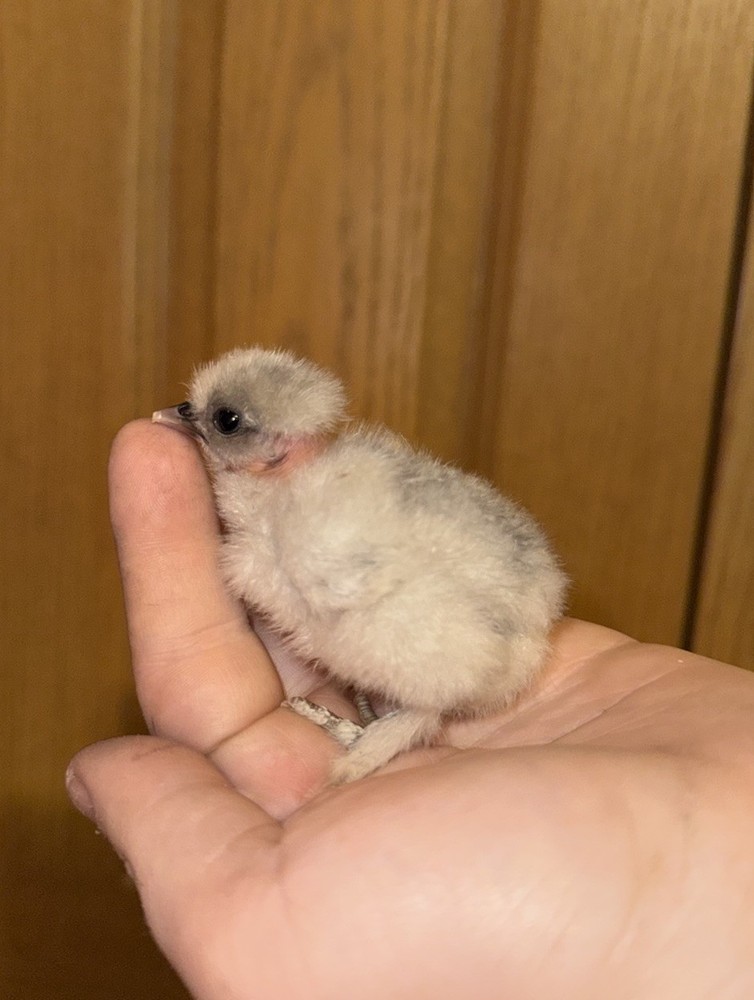 10 “Who’s Your Daddy?” Hatching Chicken Eggs 🤍