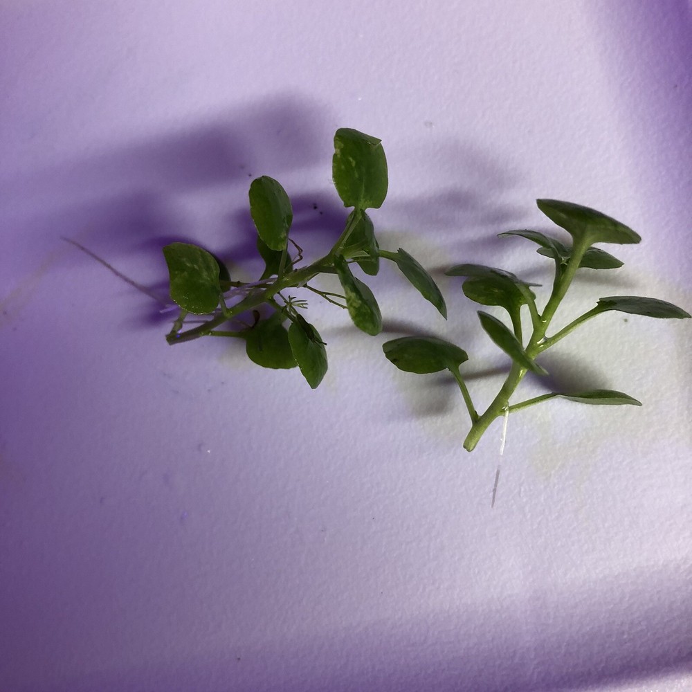 Cardinal foreground  aquarium plant