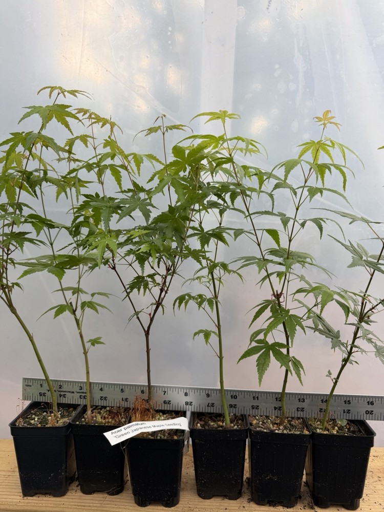 6 Japanese Maple Seedlings