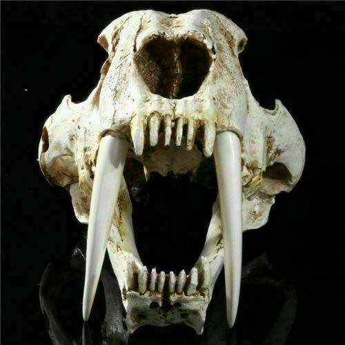 Resin 1:1 simulation Saber Tooth Tiger sabertooth skull Smilodon