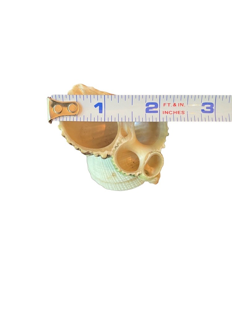 Miniature Seashell Figurine Trinket