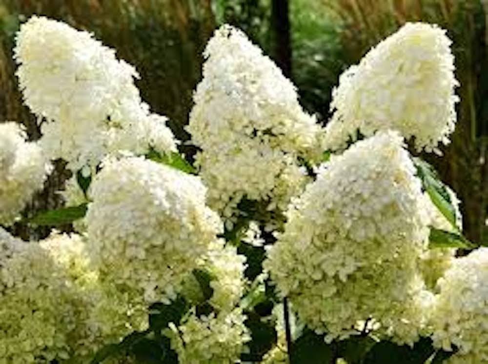1 Phantom Hydrangea Starter Plant 6-8" Tall Hydrangea Paniculata