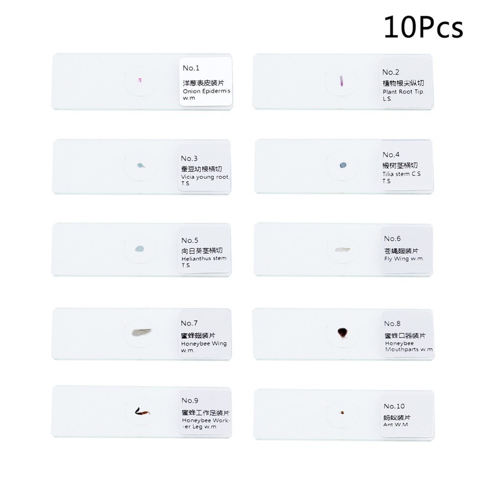 10 PCS/Set Microscope Slide Kit Microscopic Lab Kids Slides with Specimens