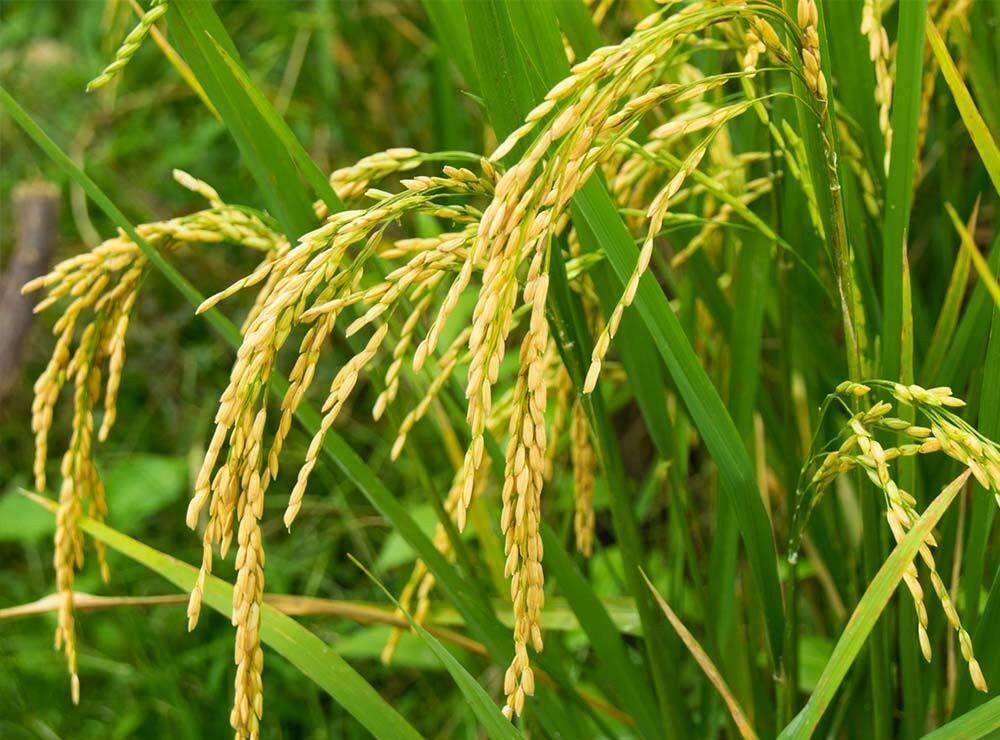 100+ long grain white rice seeds for plant