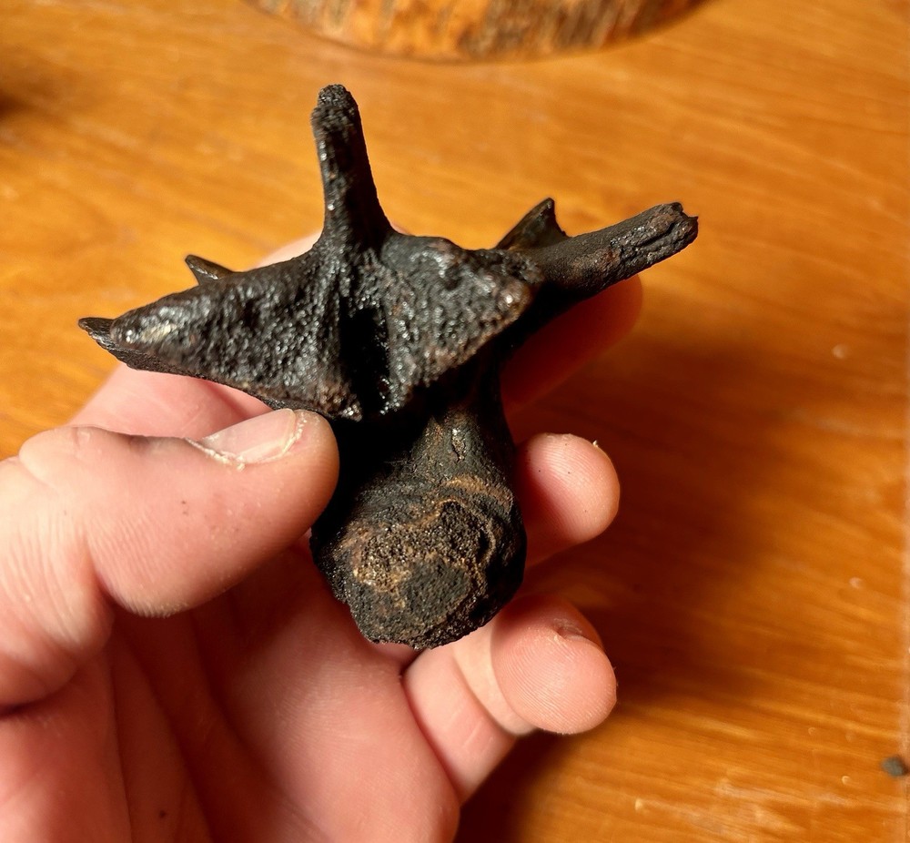 Museum Quality Associated Fossilized Alligator Vertebra Mount