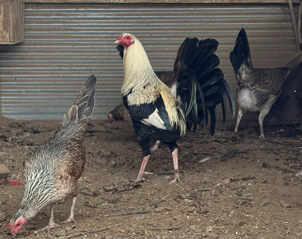 6+ Madigan Chicken Hatching Eggs