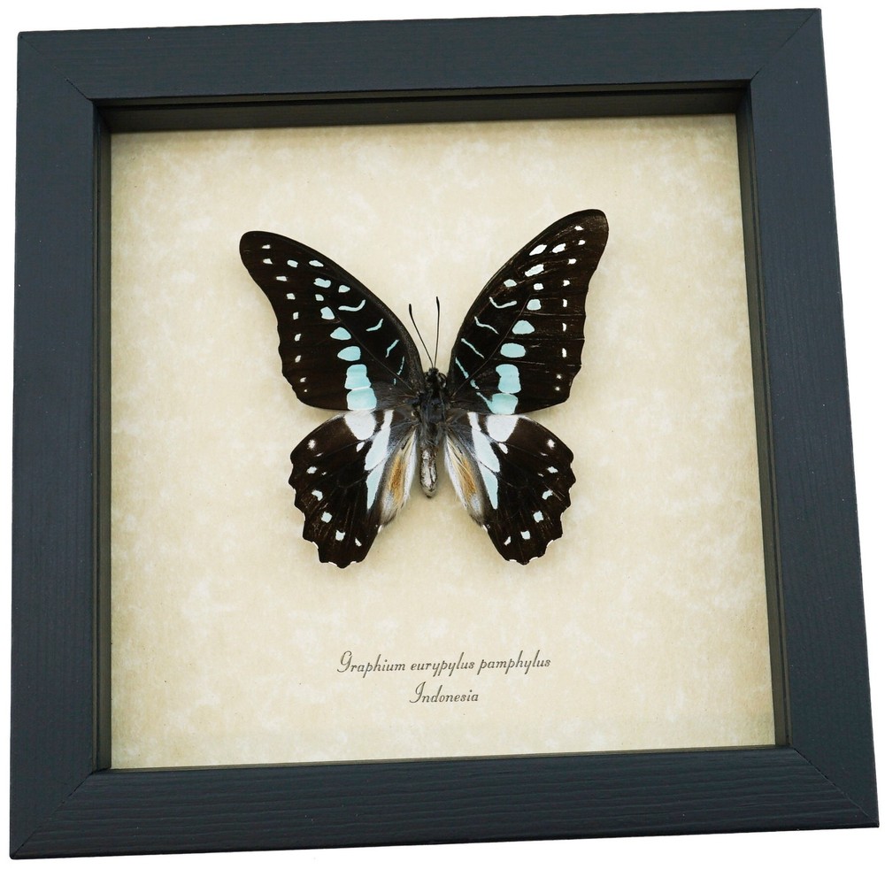 Pale Green Triangle Butterfly Graphium eurypylus pamphylus Framed Display