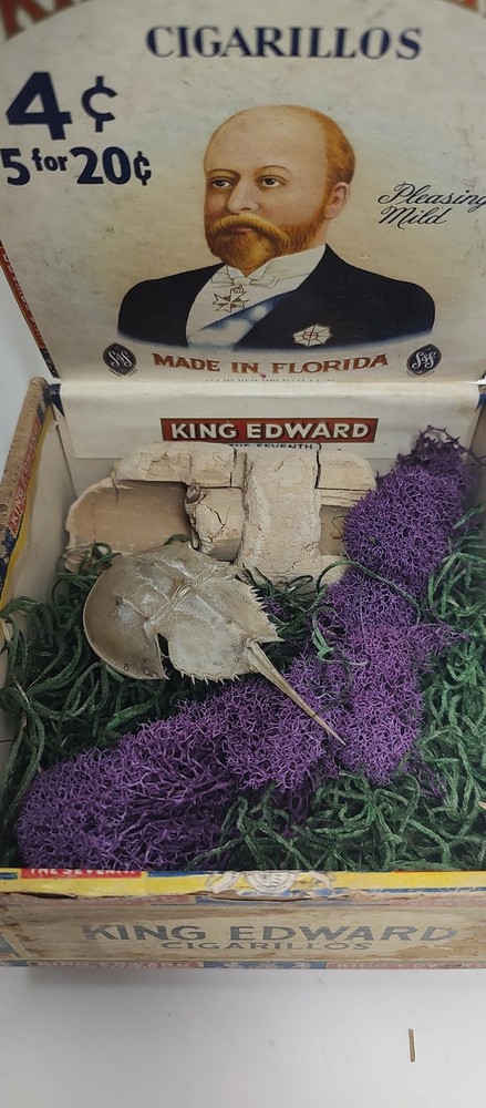 horseshoe crab shadow box kit. DIY. Vintage Cigar Box Shadowbox.