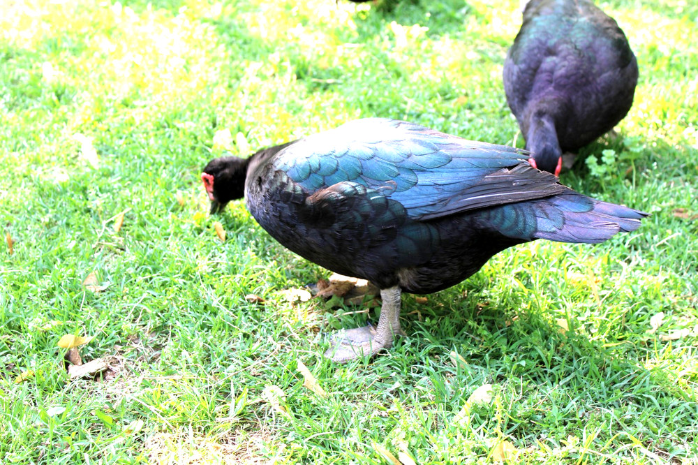 Exhibition Quality Muscovy Hatching Eggs 96% solid BLACK ducks only 12 eggs