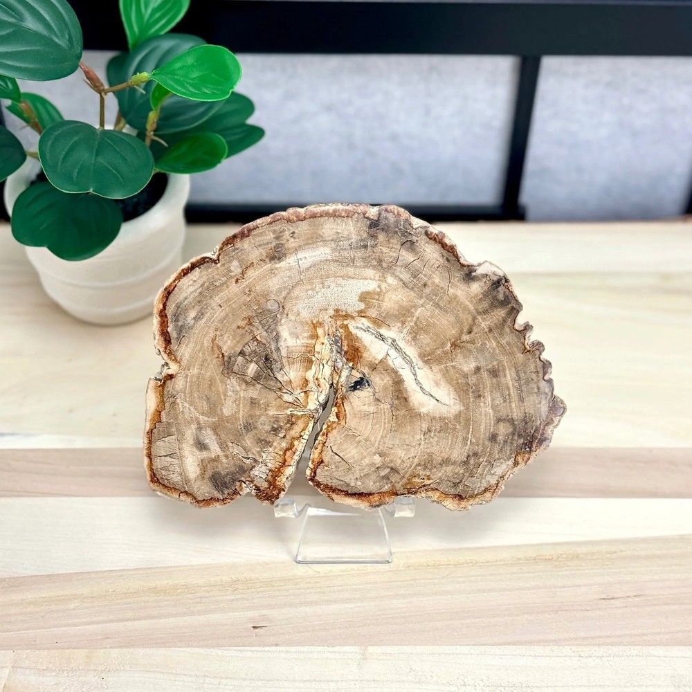 Petrified Wood Slab A