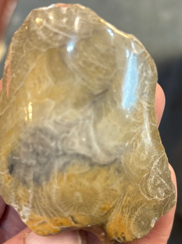 Petrified Coral End Polished