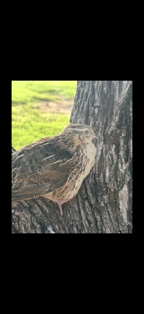 7 Celadon Blue/7 AssortedCoturnix Quail Hatching Eggs